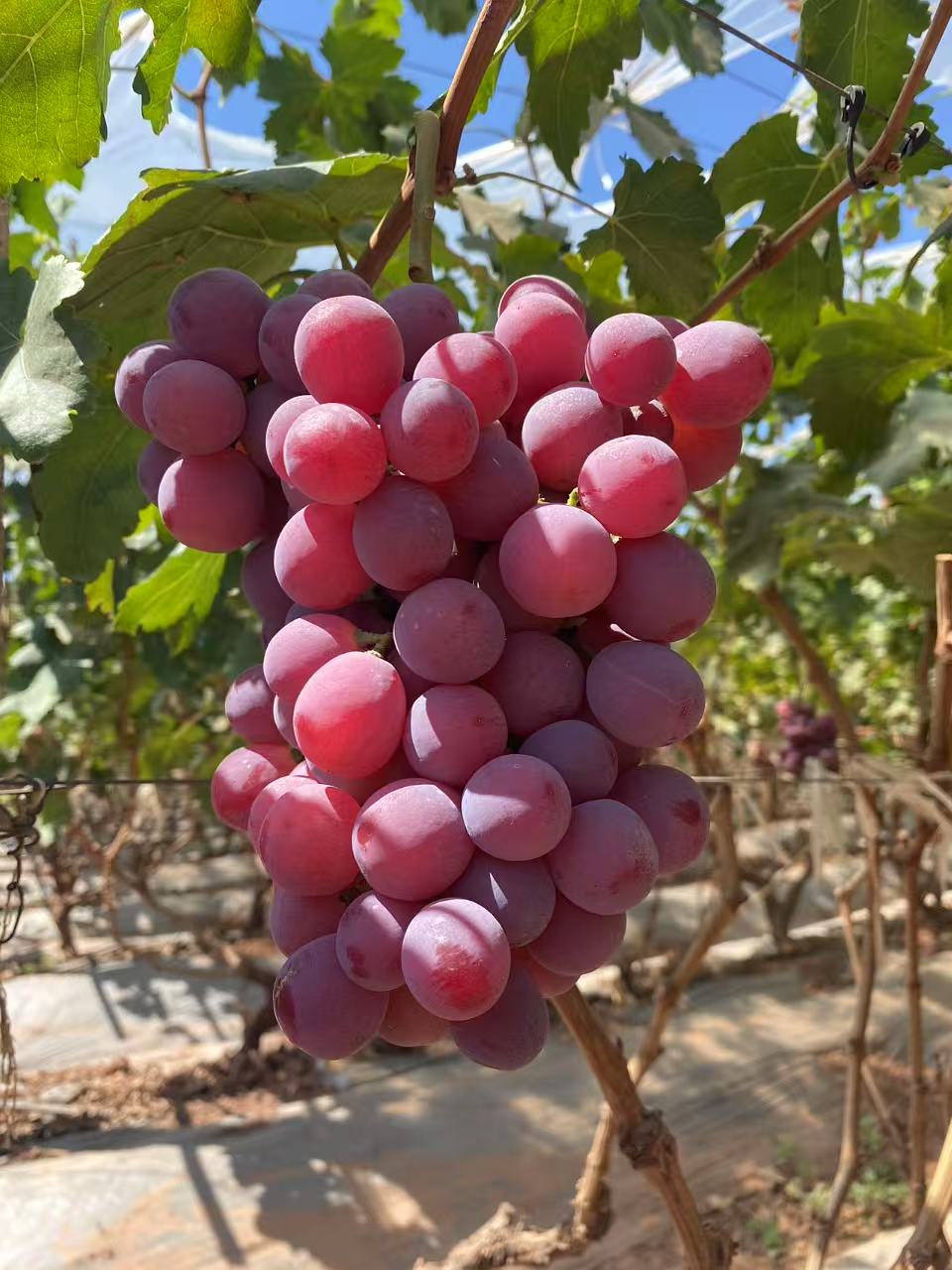 Grape Series