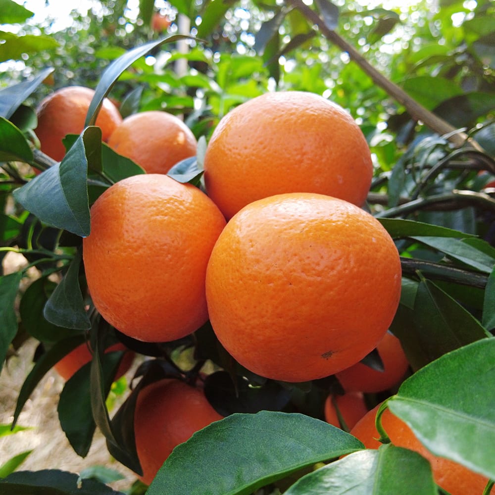 Citrus Fruits